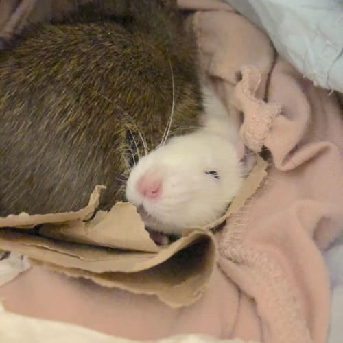 Lord Voldemort and Dulce
