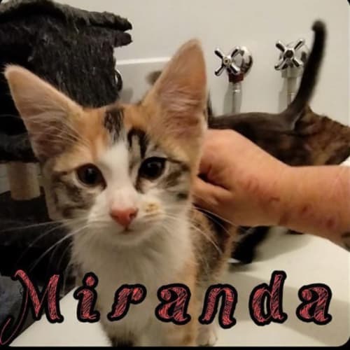 Miranda