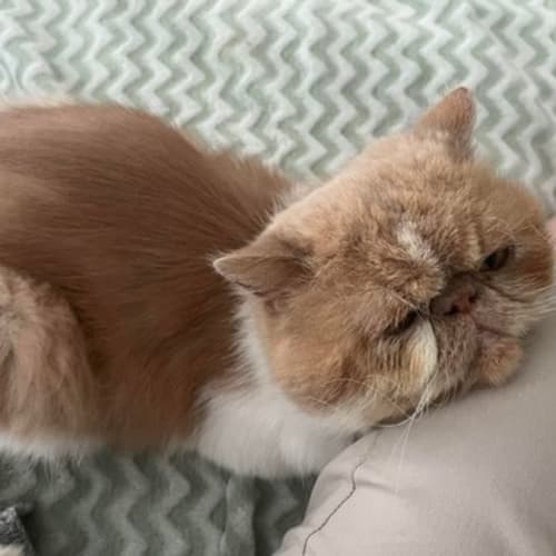 🥯Bagel🥯