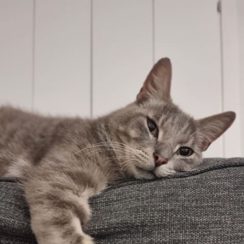 Frankie