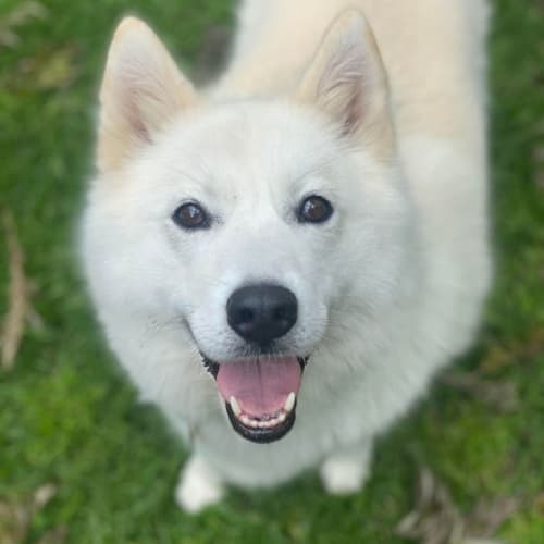 Kira