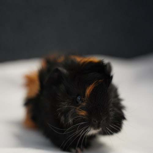 Toastie