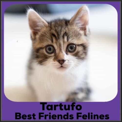Tartufo 