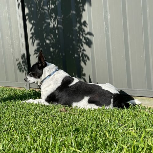 Curly - 6 Year Old Cattle Dog(On Trial 14/11/22)