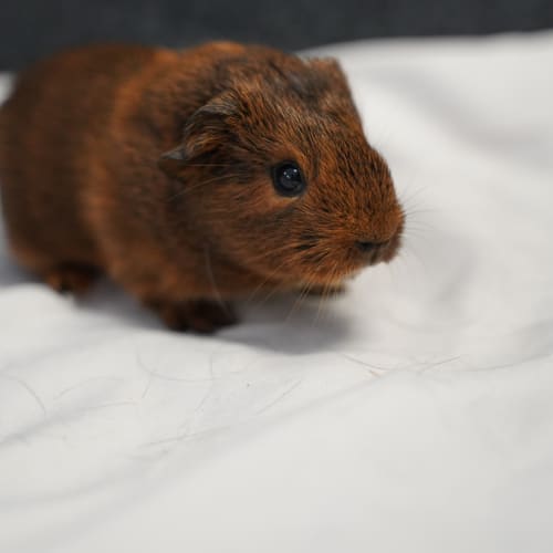 Coco