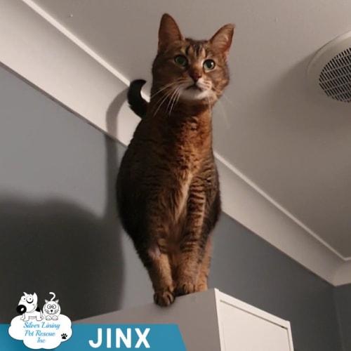Jinxy