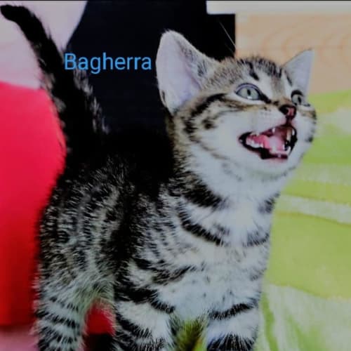Bagherra