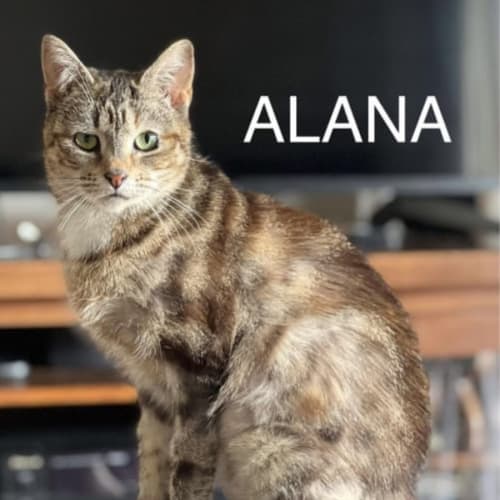 Alana
