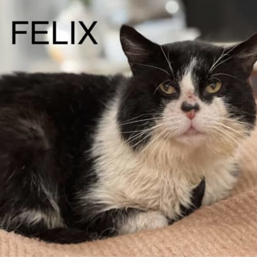 Felix