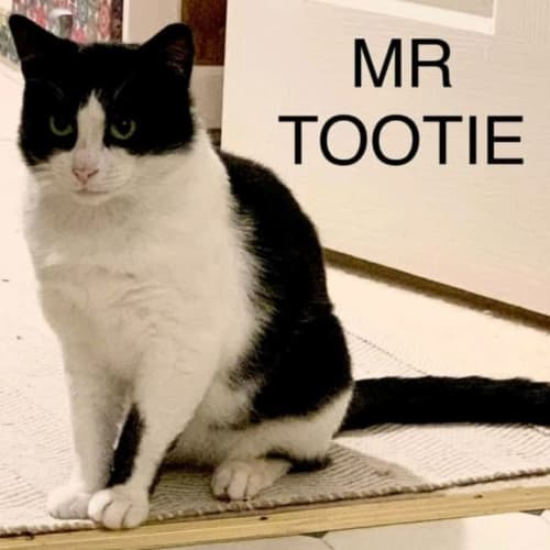 Mr Tootie