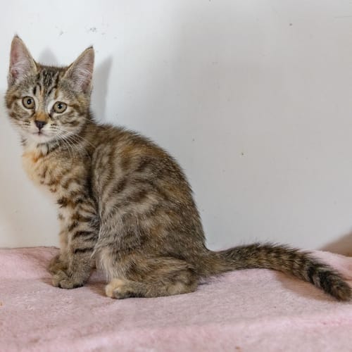 Hazel