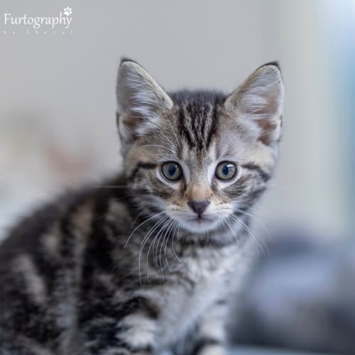 Fluffball