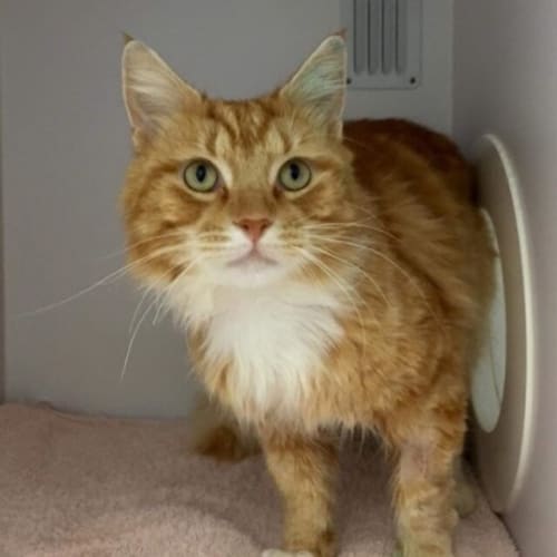 Opie
