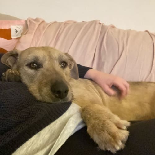 Sweetheart Sandy
