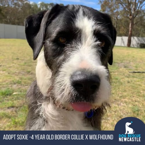 Soxie - 4 Year Old Wolfhound Collie X(On Hold)
