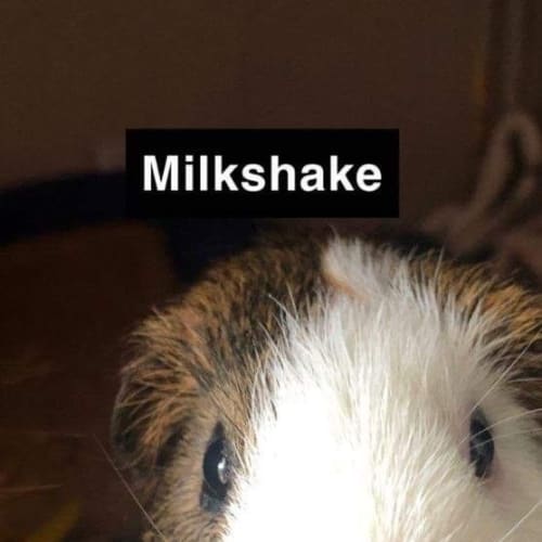 Milkshake