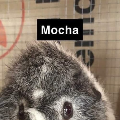Mocha