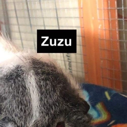 Zuzu