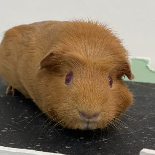 Max (guinea Pig 11)