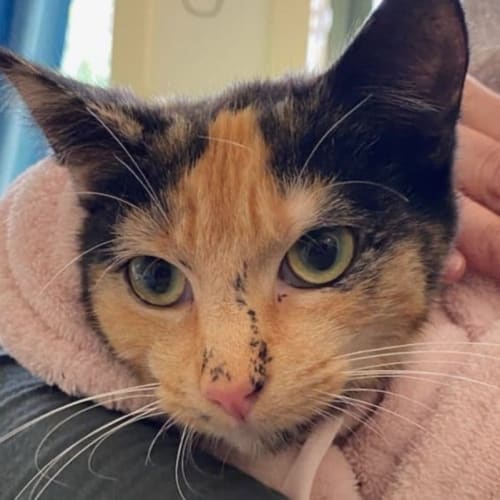 Gypsy - Located in Brunswick East