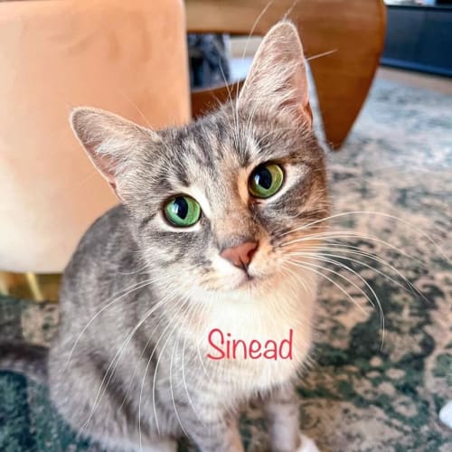 Sinead 