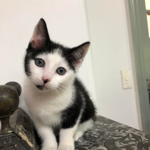 Hector the Handsome