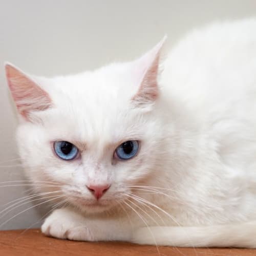 Eria **2nd Chance Cat Rescue**