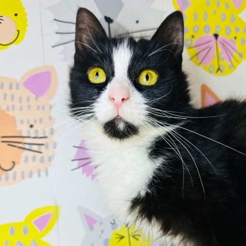 Badger - Meet me at PetStock Mitcham
