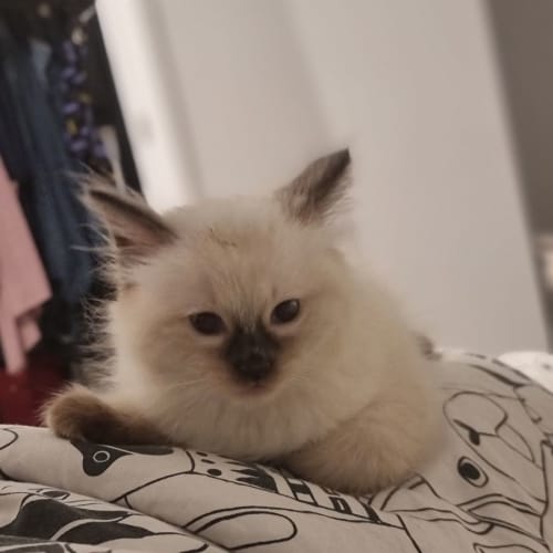 Pat