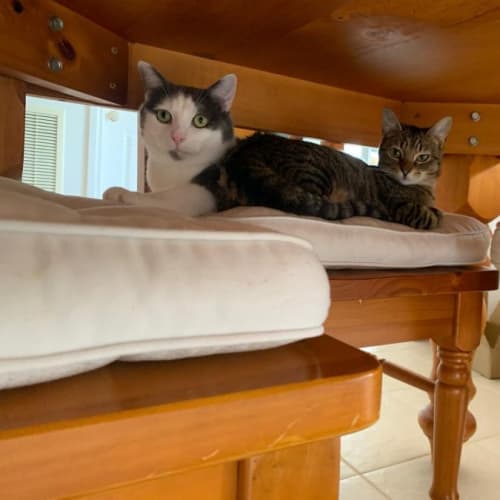 Domino and Diva