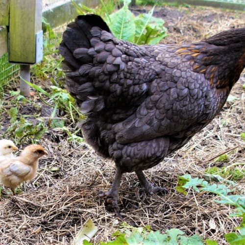 Mabel (mother Hen)
