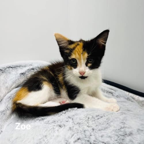 Zoe