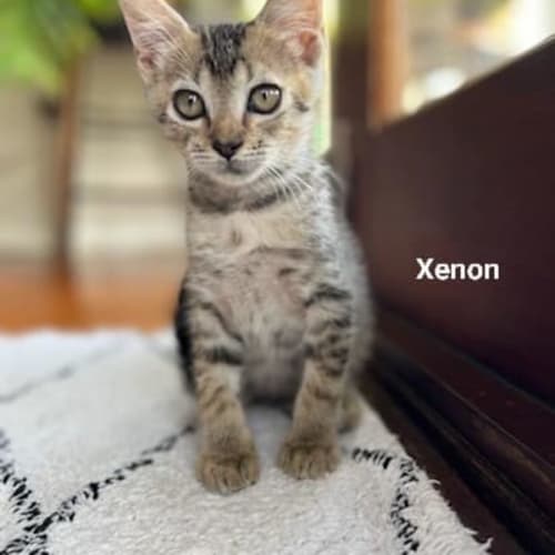 Xenon