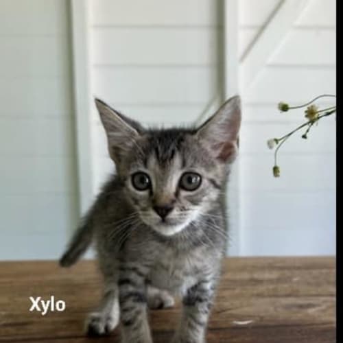 Xylo