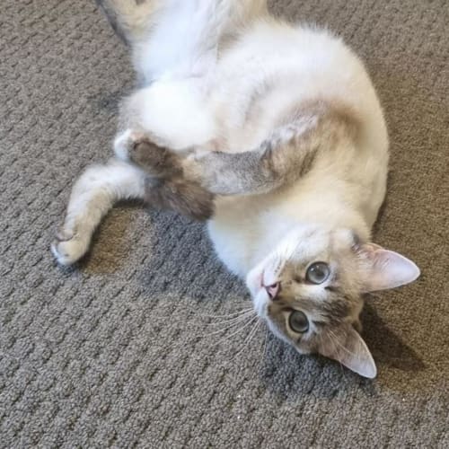 Jade