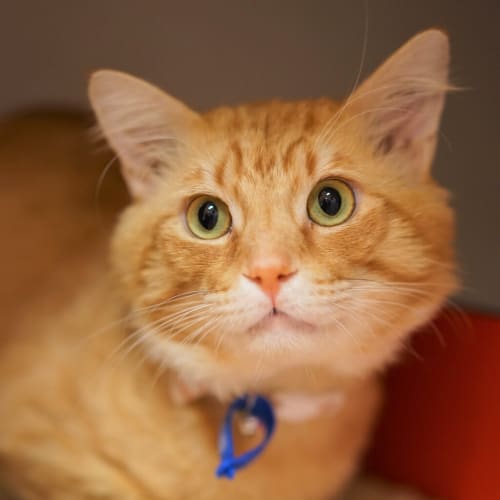 Maurice