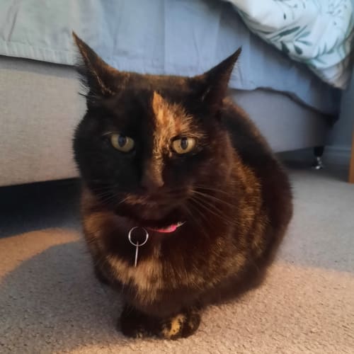 Bea