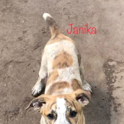 Janika