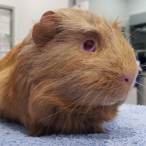 Willow (bonded To Winnie)
