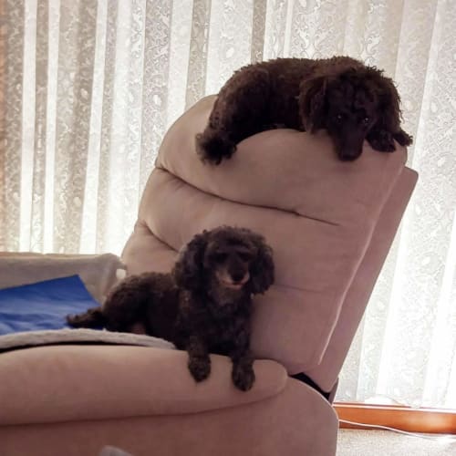 Dingding and Sasha