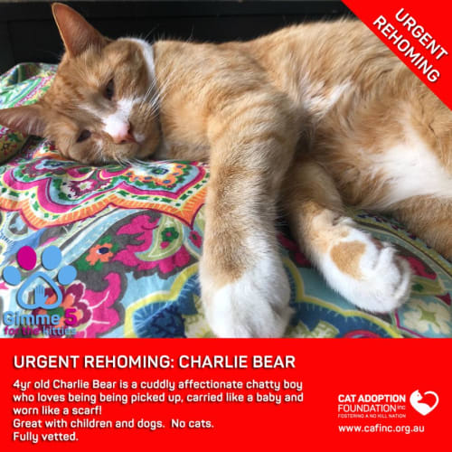 Charlie Bear Private Rehoming No Charge!