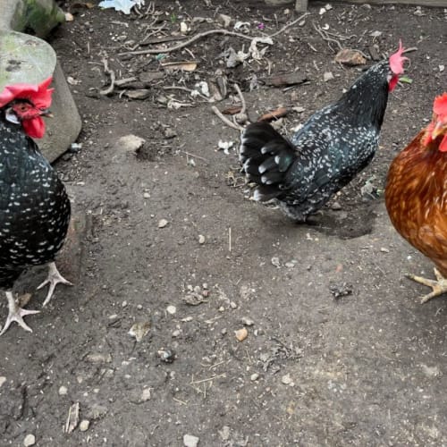 Three beautiful chickens