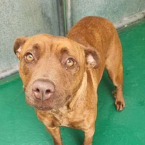 Ginger - 58373