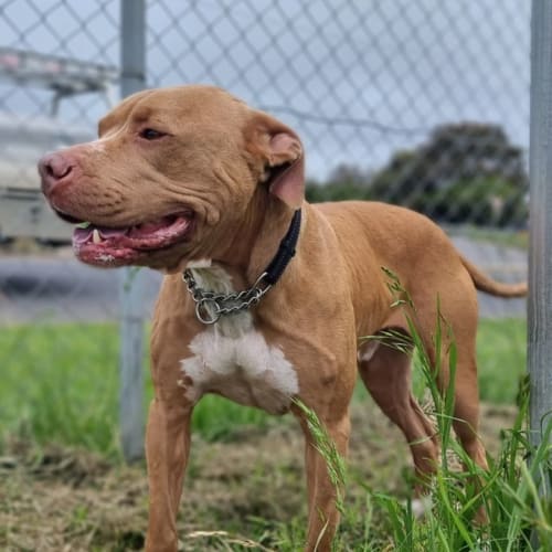 Geelong Animal Welfare Society - PetRescue Geelong Animal Welfare Society - PetRescue