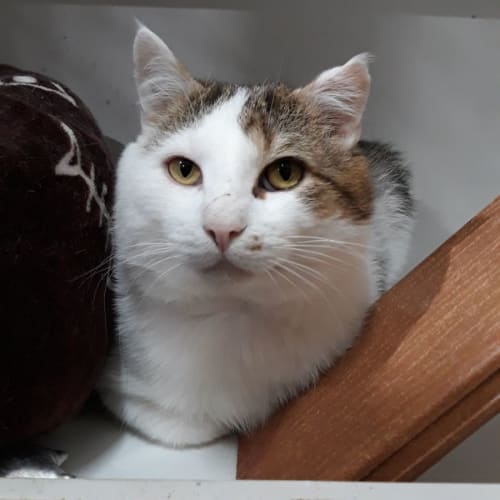 Sammy