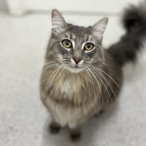 Zeus