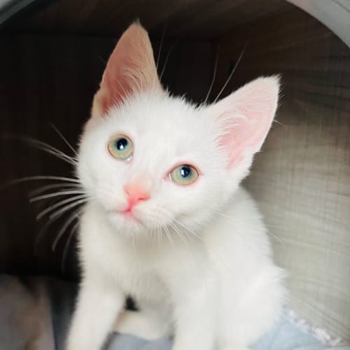 Mr green eyes- miles