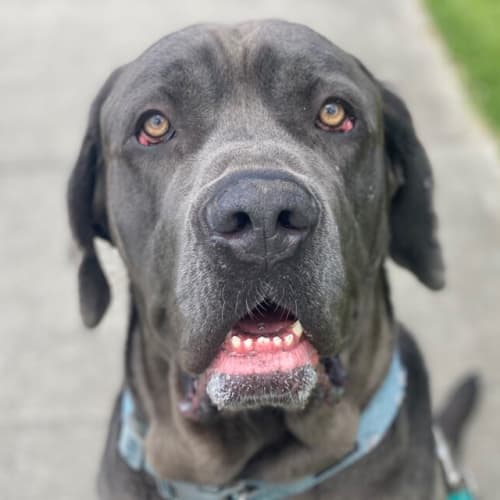 Opie