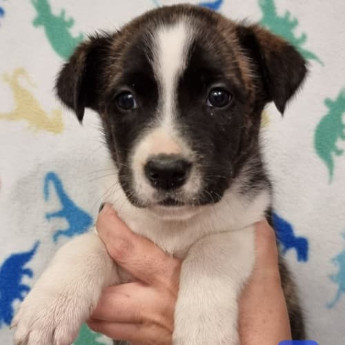 Finn