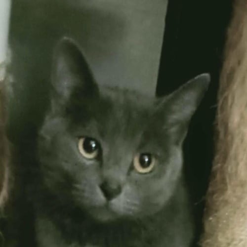 Gracie